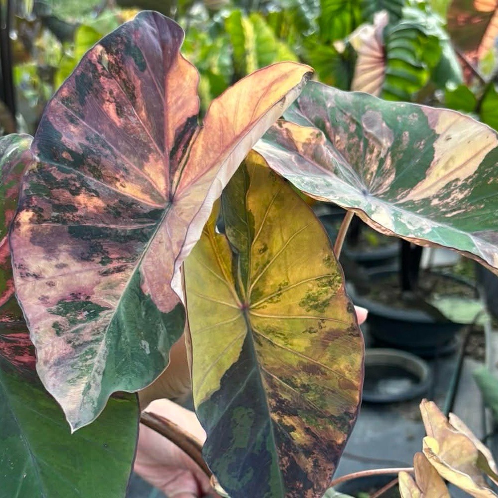 Colocasia Variegated Bulb Elephant Ear Episode One Tuber New Hybrid RARE