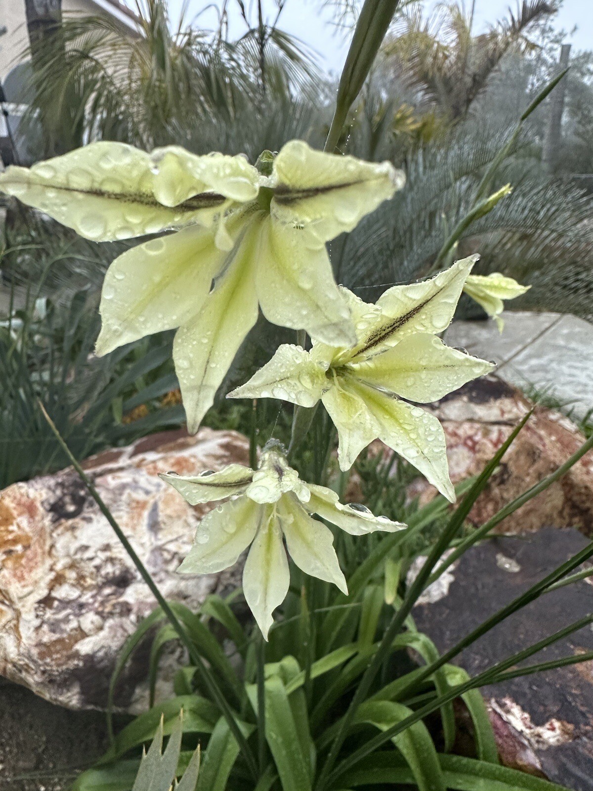 Gladioulus Tristis Winter Spring Flowers 2023 fresh Cali garden harvested seed.