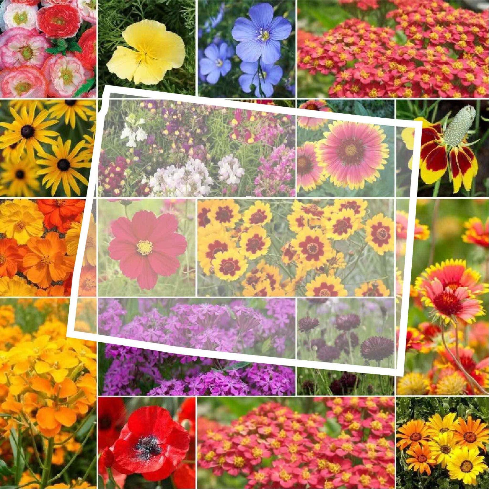 Wildflower WYOMING State Flower Mix Perennials & Annuals USA Non-GMO 1000 Seeds!