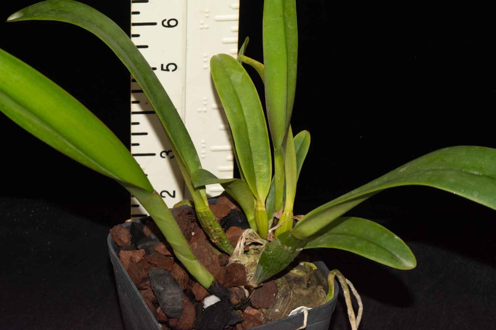 Cattleya mendelii, AM/AOS parent