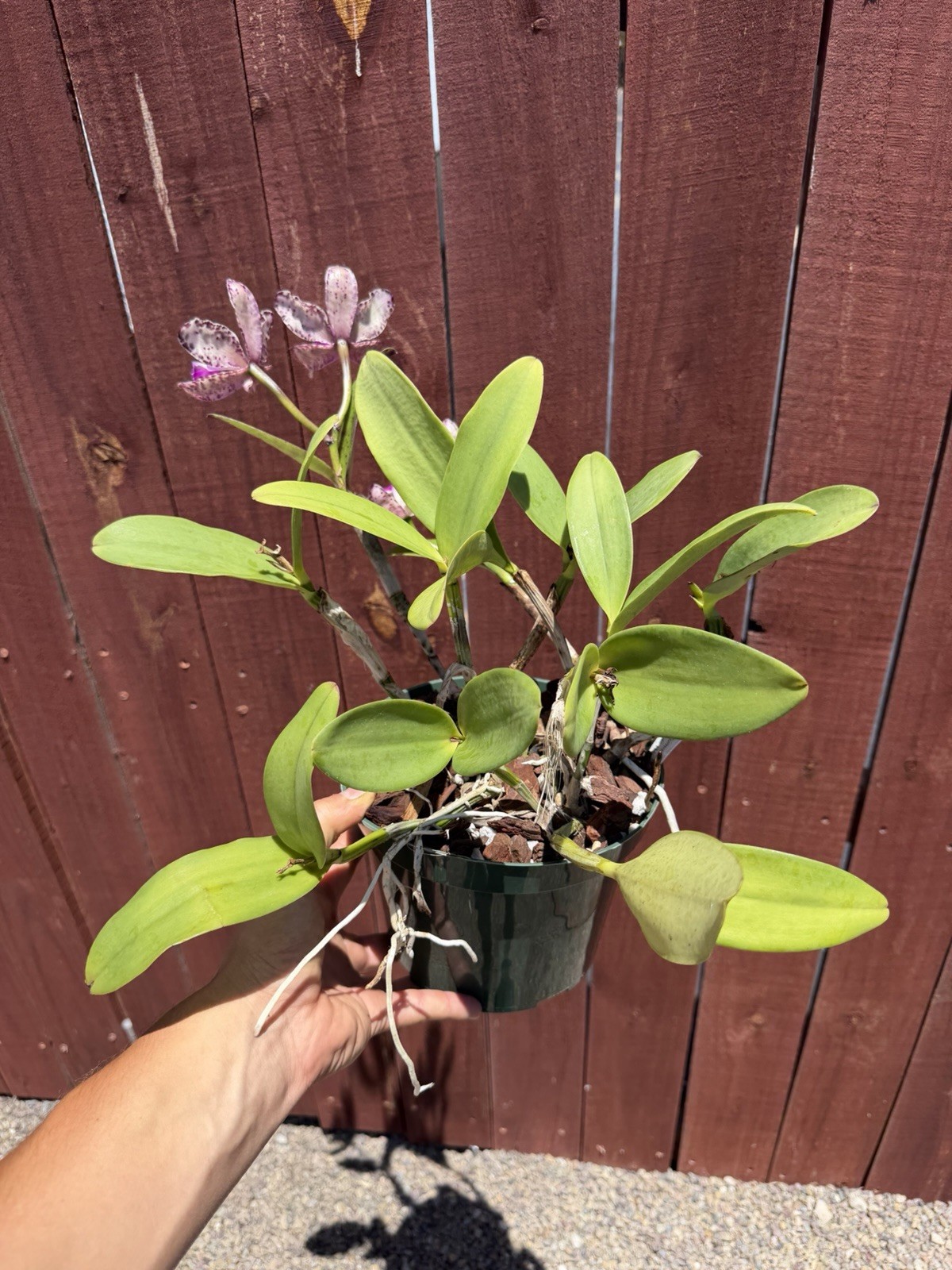SVO Stud Collection Orchid: C. Summer Spot X C. Small World