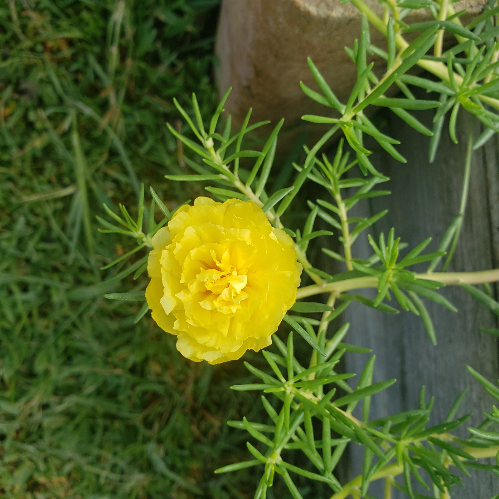 Moss Rose ( Portulaca Grandiflora ) , Neon Yellow , 10 unrooted Cutting #10
