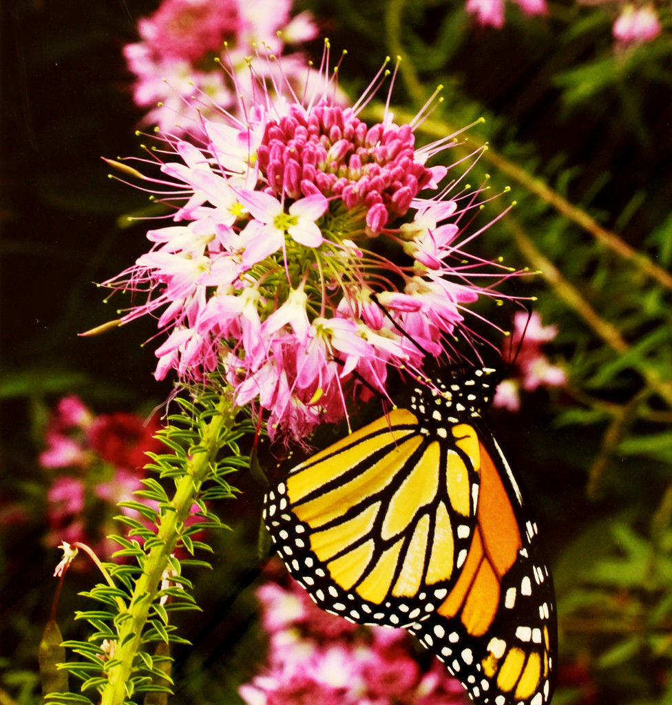 rocky mountain bee plant RARE CLEOME pink flowr 100 seed GroCo BUY 10-SHIPS FREE
