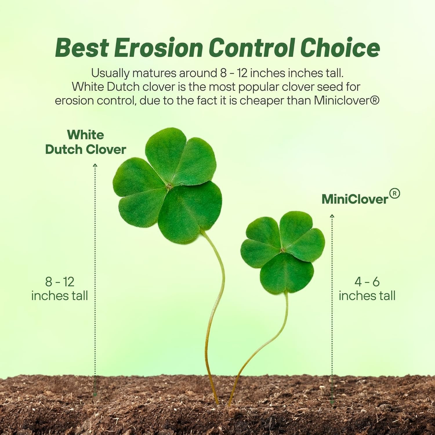 Perennial White Dutch Clover Seed – 1 lbs. Nitrocoated, Inoculated Clover See…