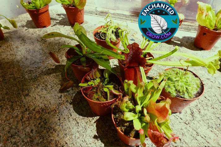 6 Random Carnivorous Plants Collection Package Deal VALUE PACK