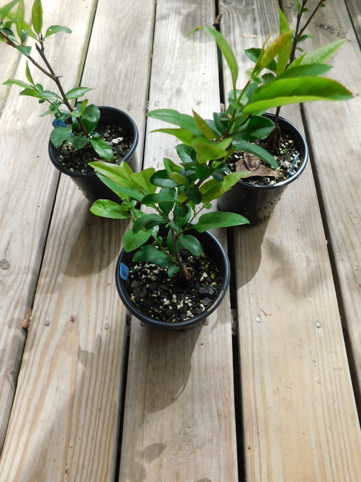 Red Flowering Quince Chaenomeles Speciosa Seedling 8+” Tall 5″ Pot Spitfire