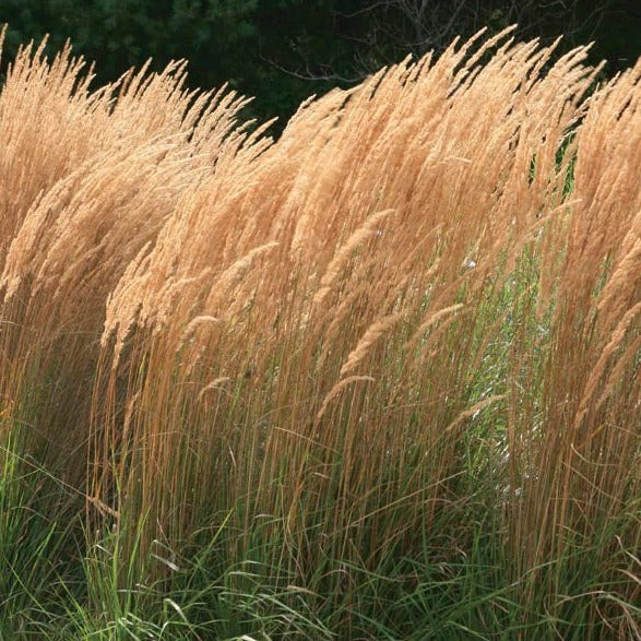 Karl Foerster Feather Reed Grass Live Plant Upright Ornamental Grass