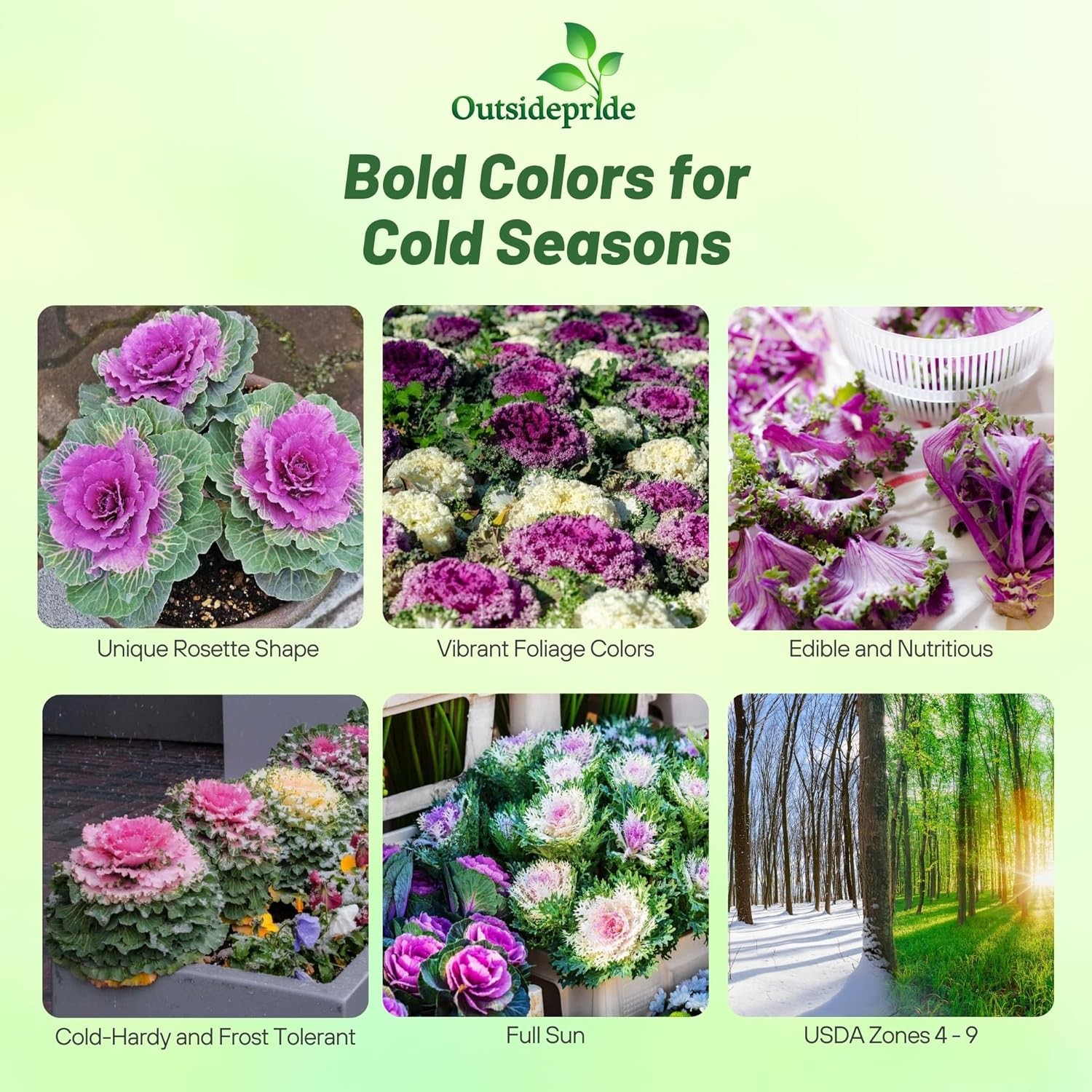 2000 Seeds Ornamental Kale Seeds – Brassica Kale Flower Seed