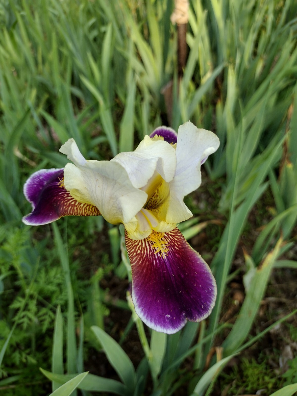 7x MIXED VARIETIES/COLORS IRIS BULBS RHIZOMES Fresh