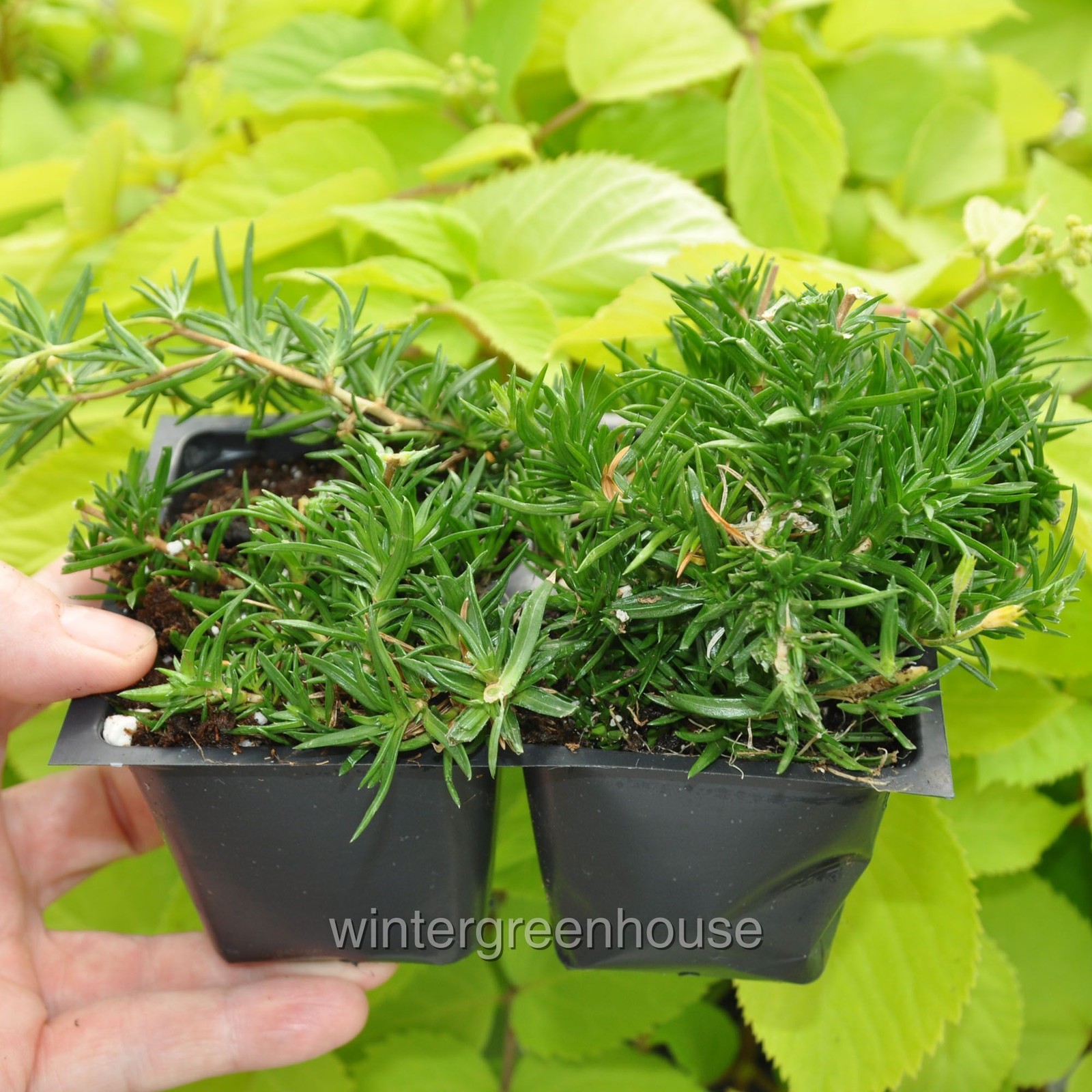 Phlox subulata, Creeping Phlox, Emerald Blue, Container Size: 4x 2.63×1.72×2.75″