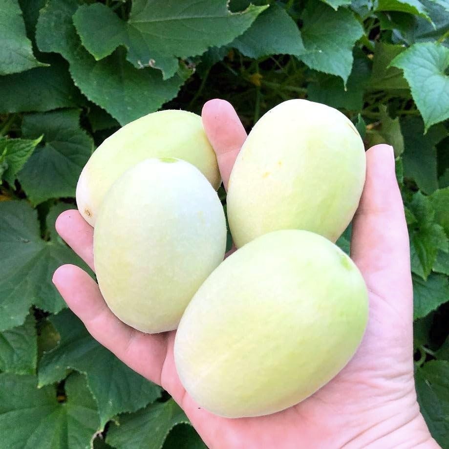 30+ Seed Dragon’s Egg Cucumber Seeds for Planting-Plant & Grow