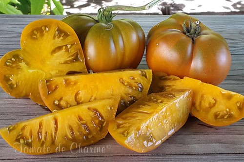 10 seeds Uluru Ochre DWARF Tomato Variety ORGANIC DTP beefsteak