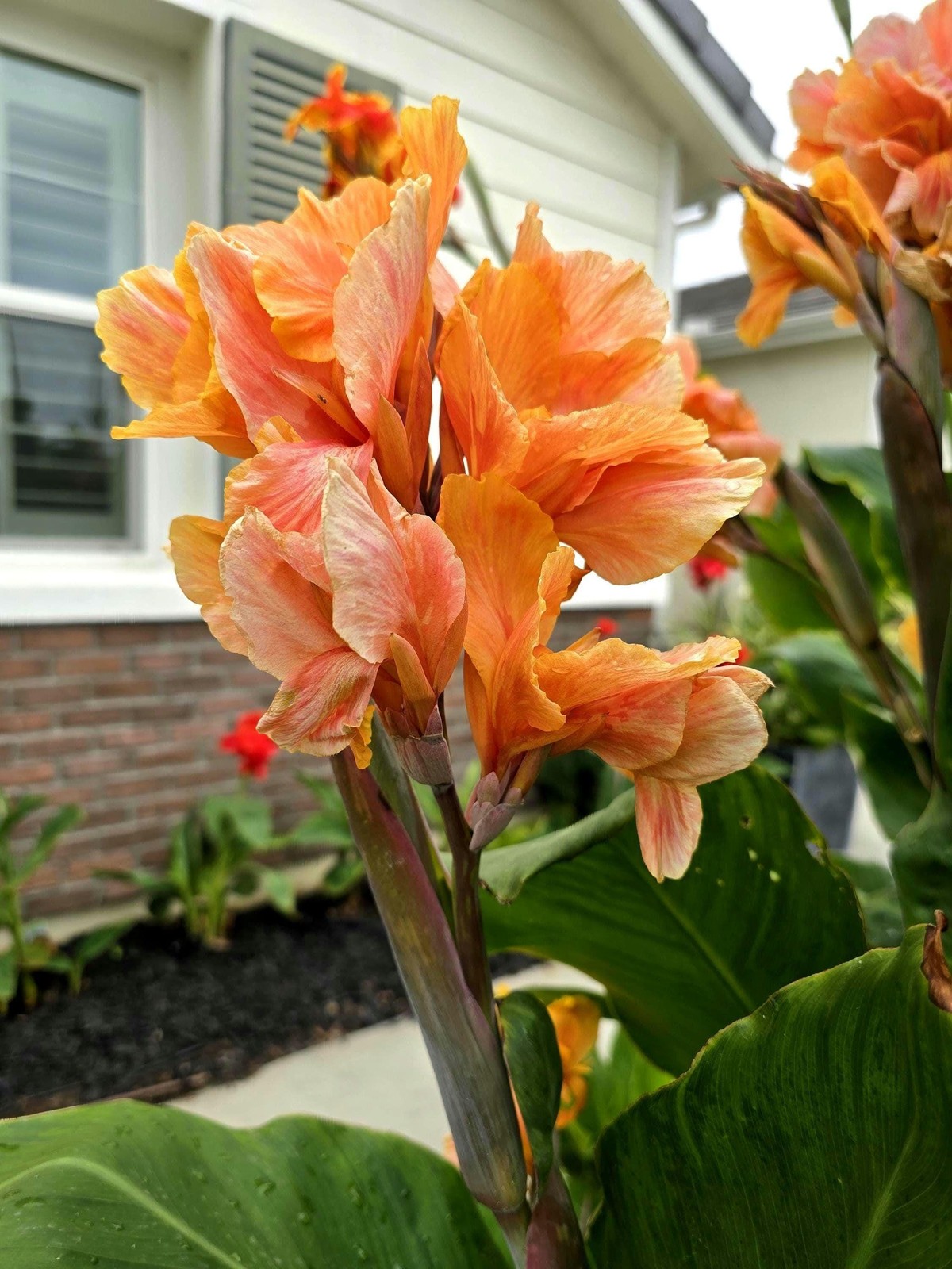 Canna Lily Tropical Sunrise: Peach Blooms – 5-Rhizomes