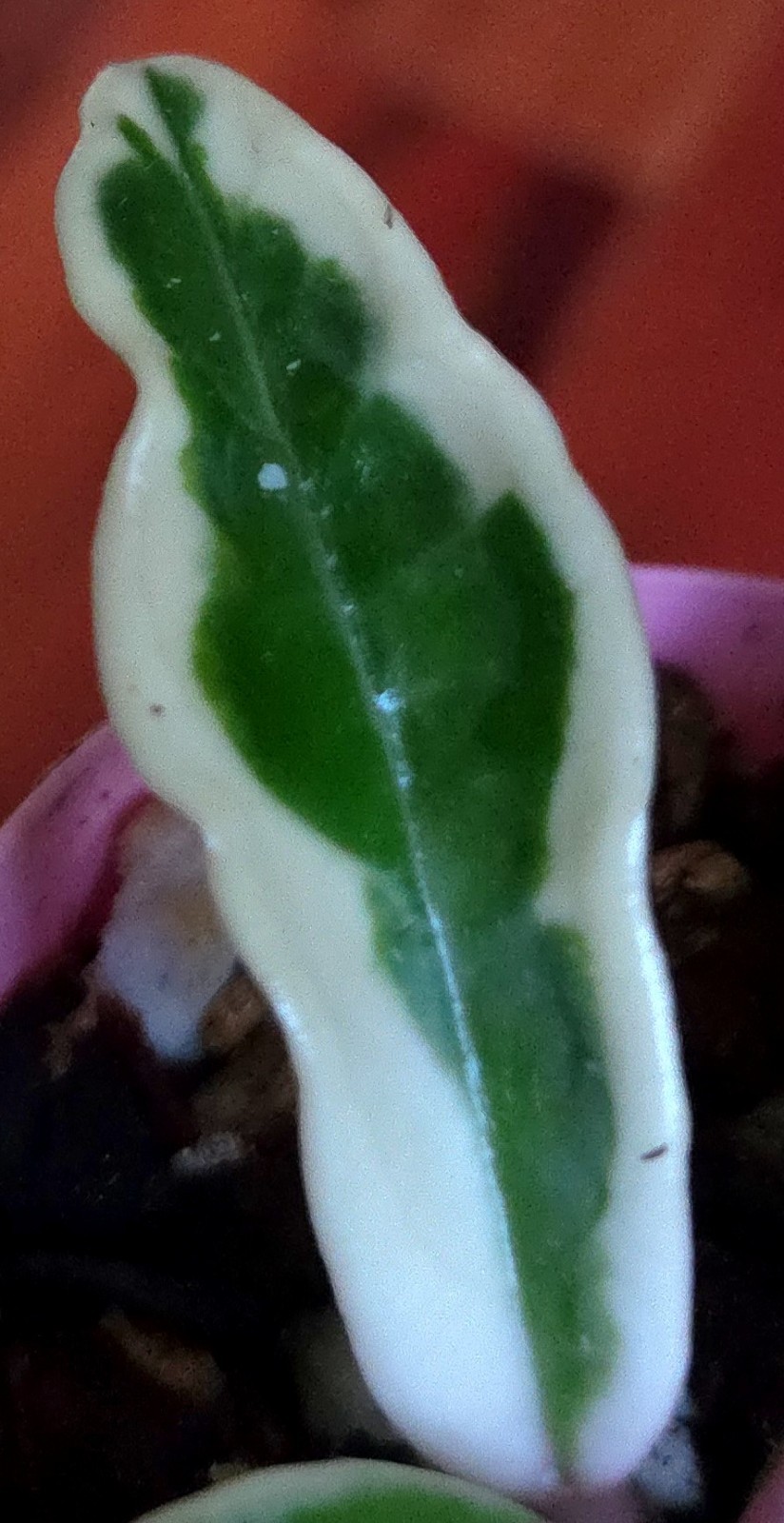Rare Hoya Suzie Q Hybrid 8″ Tall Not Monstera Philodendron Aroid Anthurium