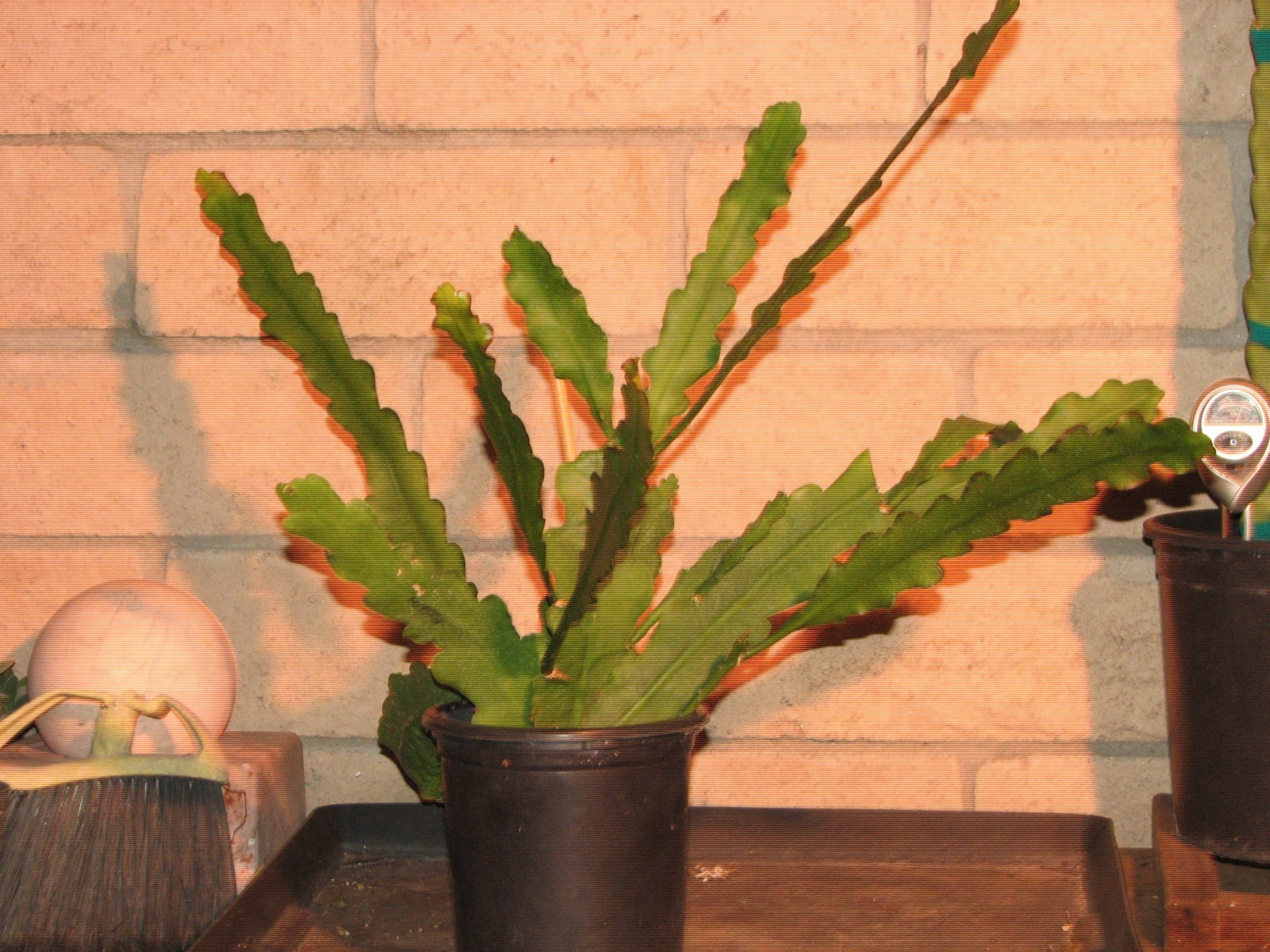 Large 22 in. Epiphyllum Red/Purple “MASADA” cactus plant 10+ stems
