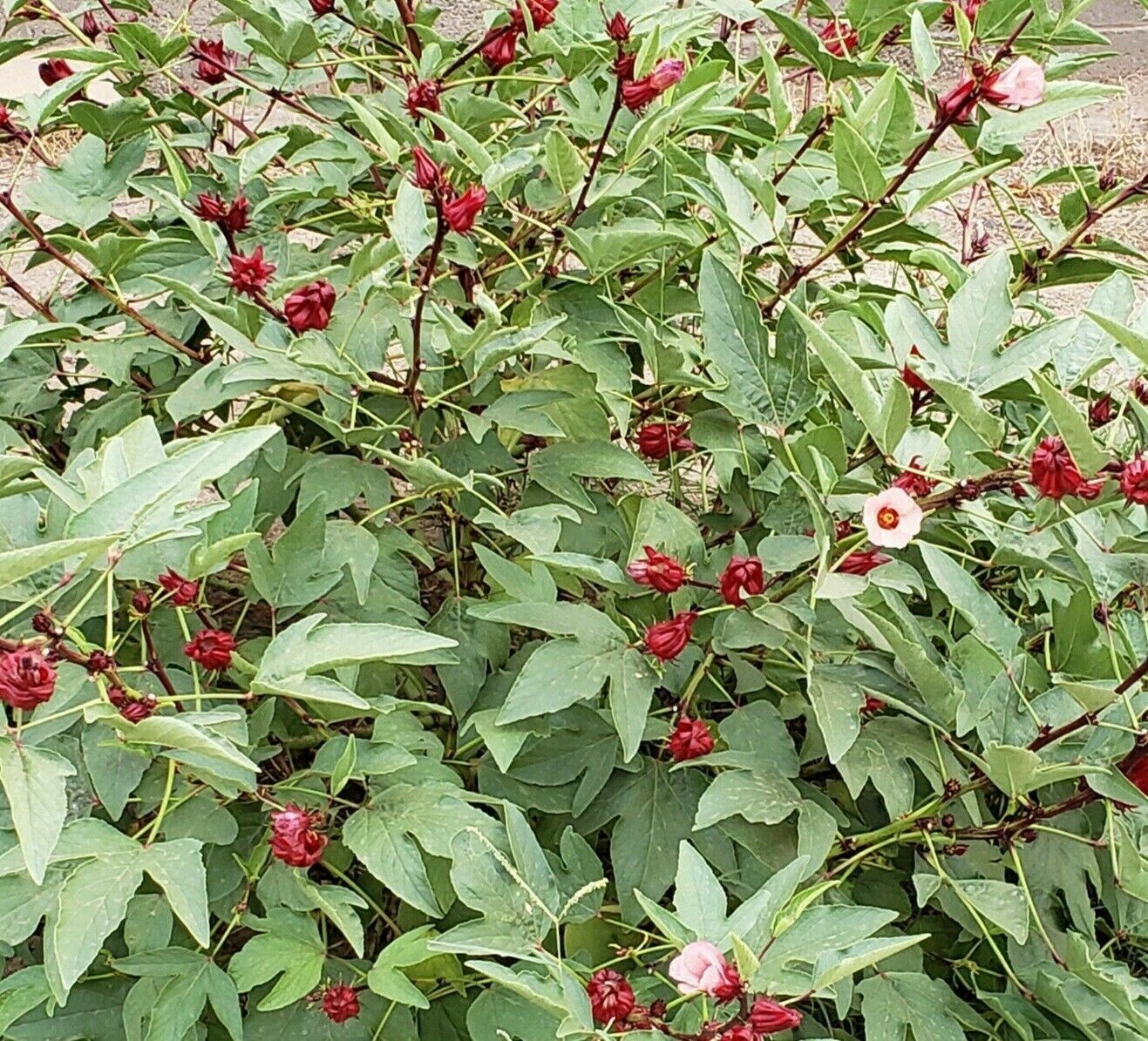 Roselle | Hibiscus Sabdariffa | Jamaican Sorrel | Roselle Jamaica | 20 Seeds