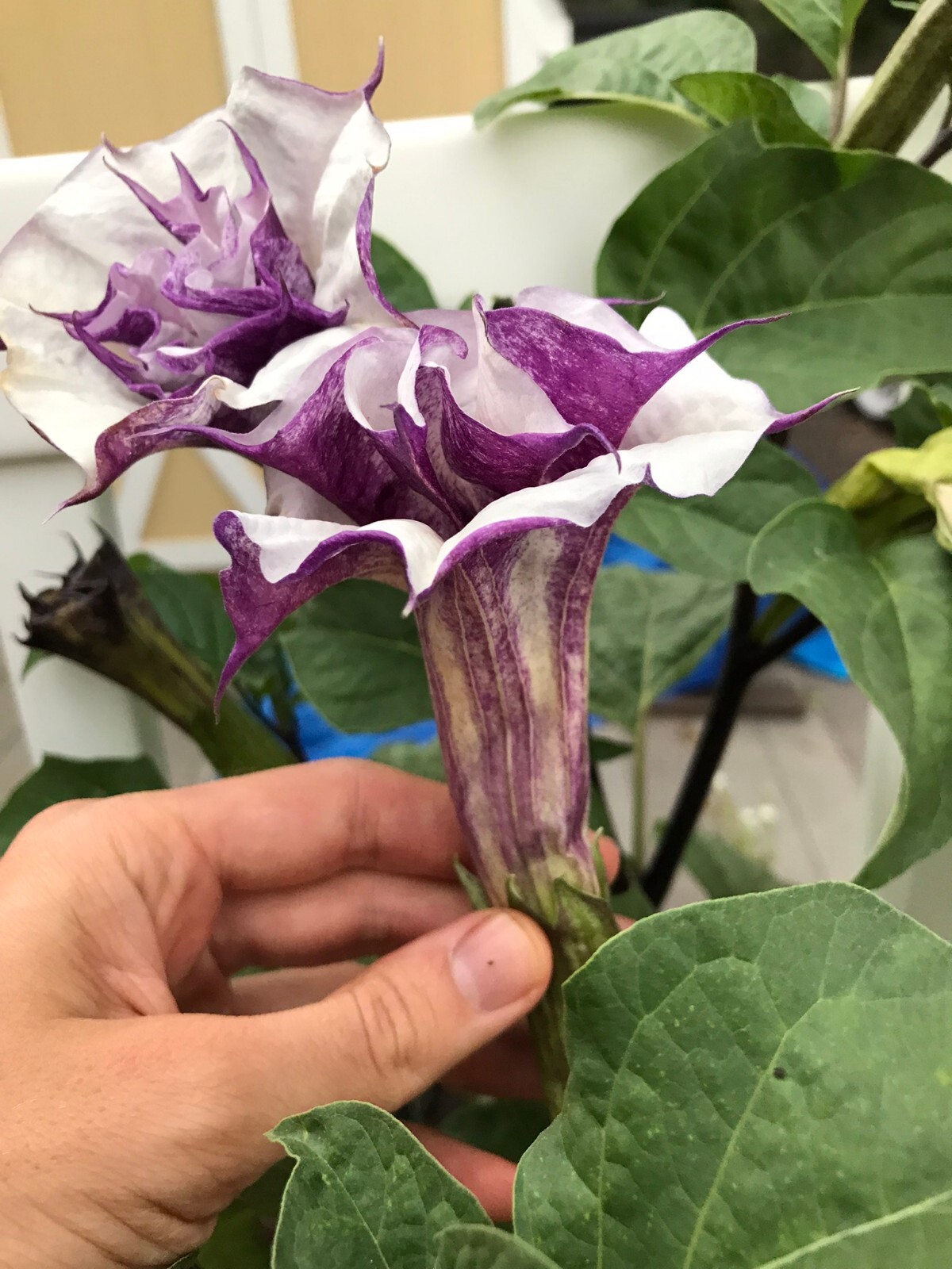 Datura metel Double Purple Seeds, Ornamental Flowering Plant