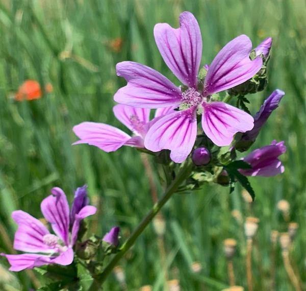 Malva sylvestris ‘Zebrina’ | French Mallow | Malva | 20 Seeds