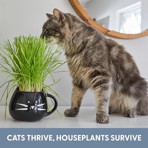 Organic Cat Grass for Indoor Cats – Growing Kit with Organic Seed Mix Soil an…