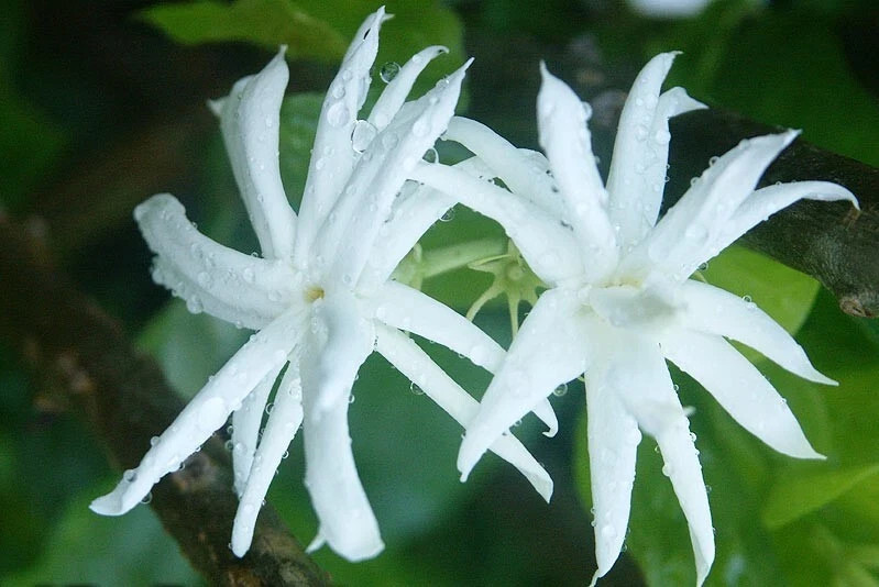 BELLE OF INDIA JASMINE~~Jasminum Sambac Double~Starter Plant~ Intensely Fragrant