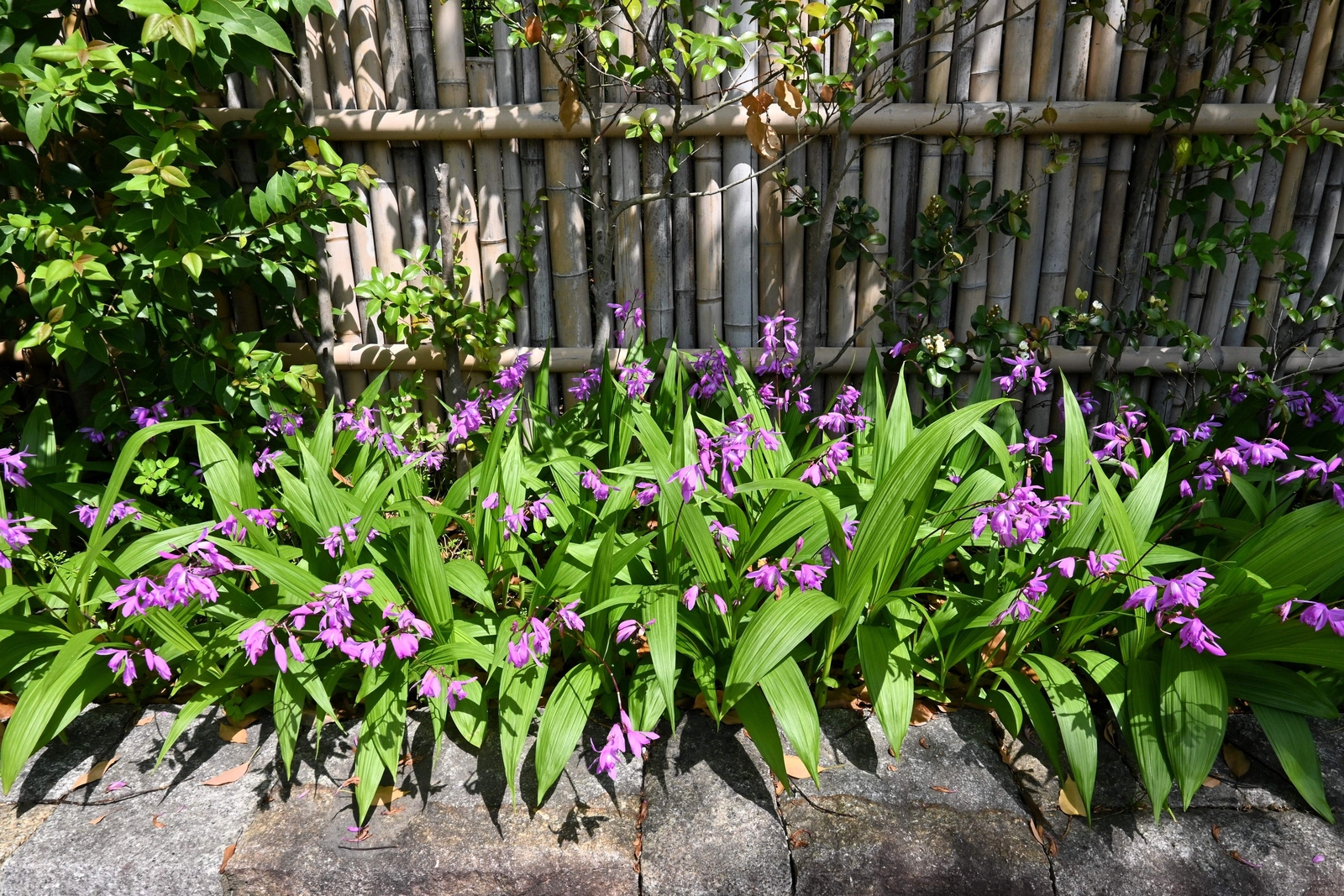 50 Hardy CHINESE GROUND ORCHID Bletilla Striata Purple Flower Seeds