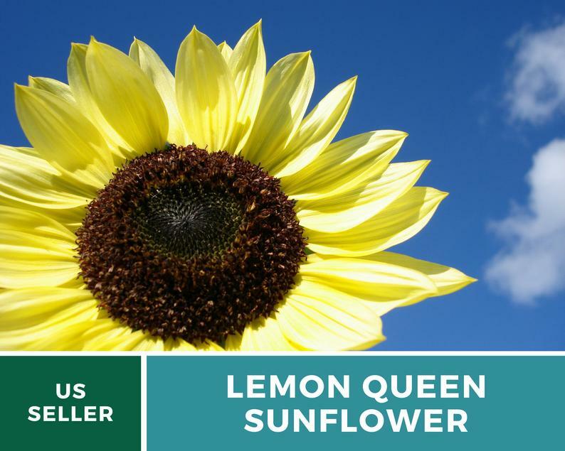 Sunflower, Lemon Queen – 25 Seeds – Medicinal & Culinary (Helianthus annuus)