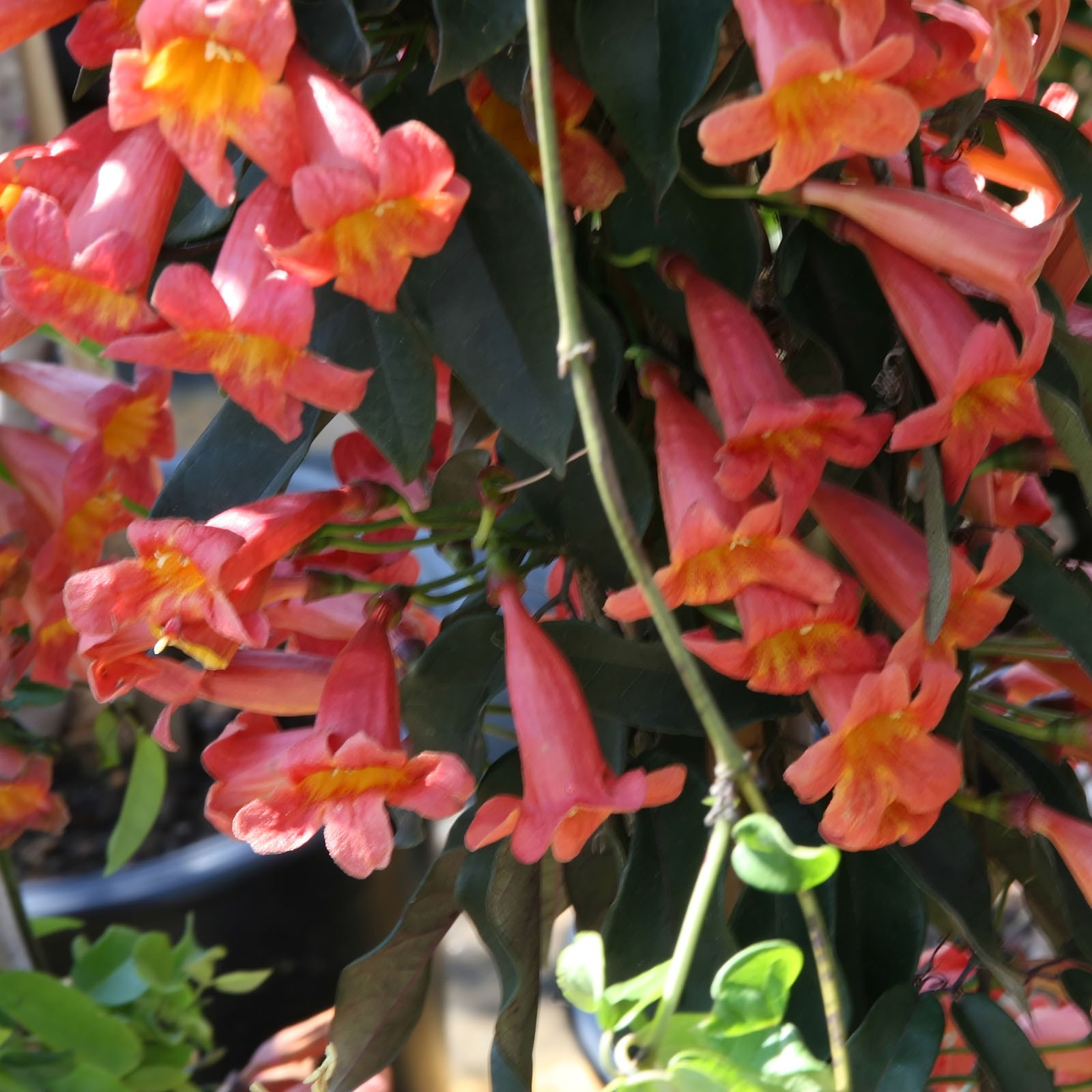 Tangerine Beauty Crossvine Bignonia Live Plant Easy to Grow Red Orange Flower