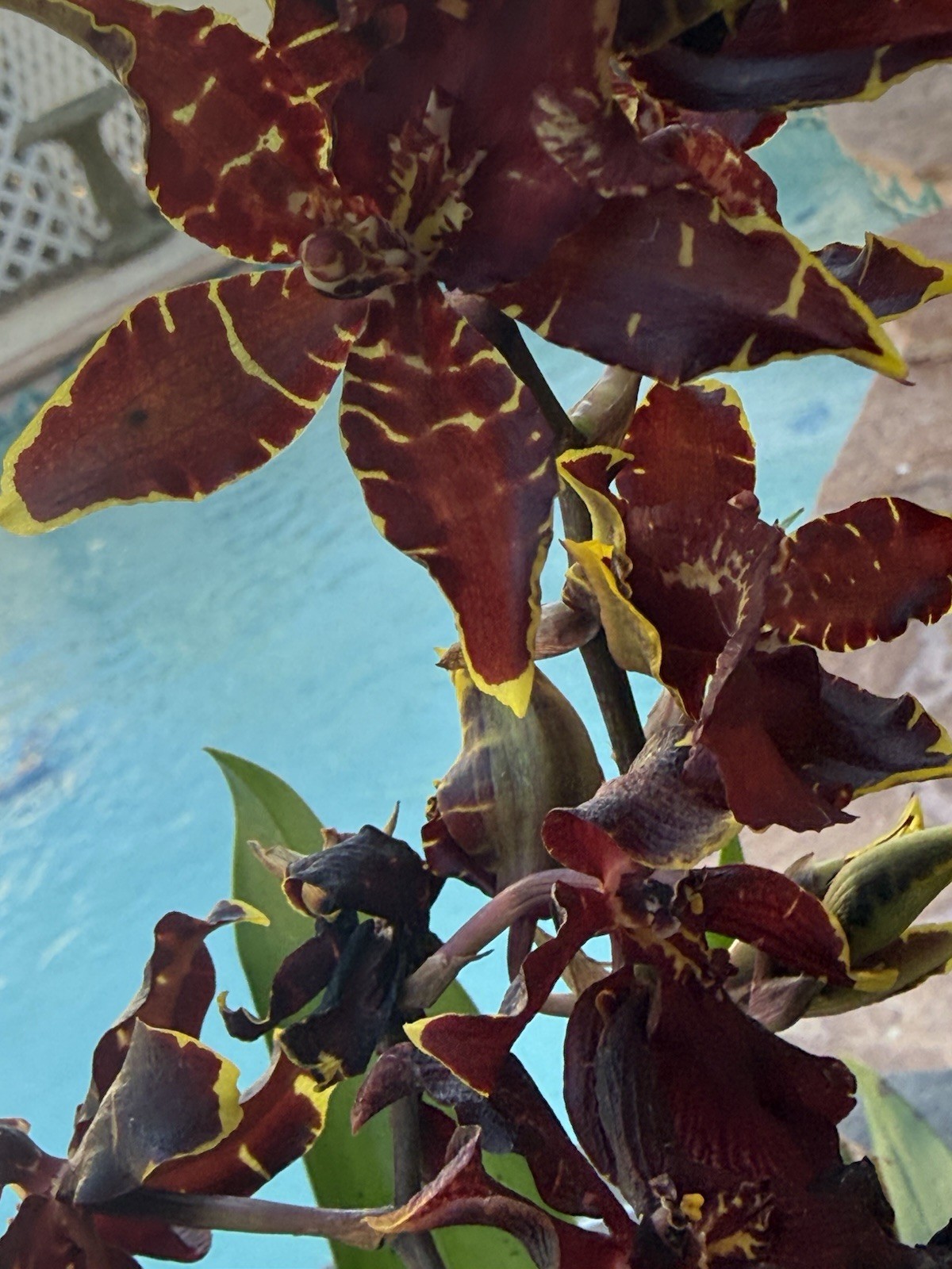 ORCHID PLANTS Onciduim with Dark blooms unnamed one rooted bulb not perfect no