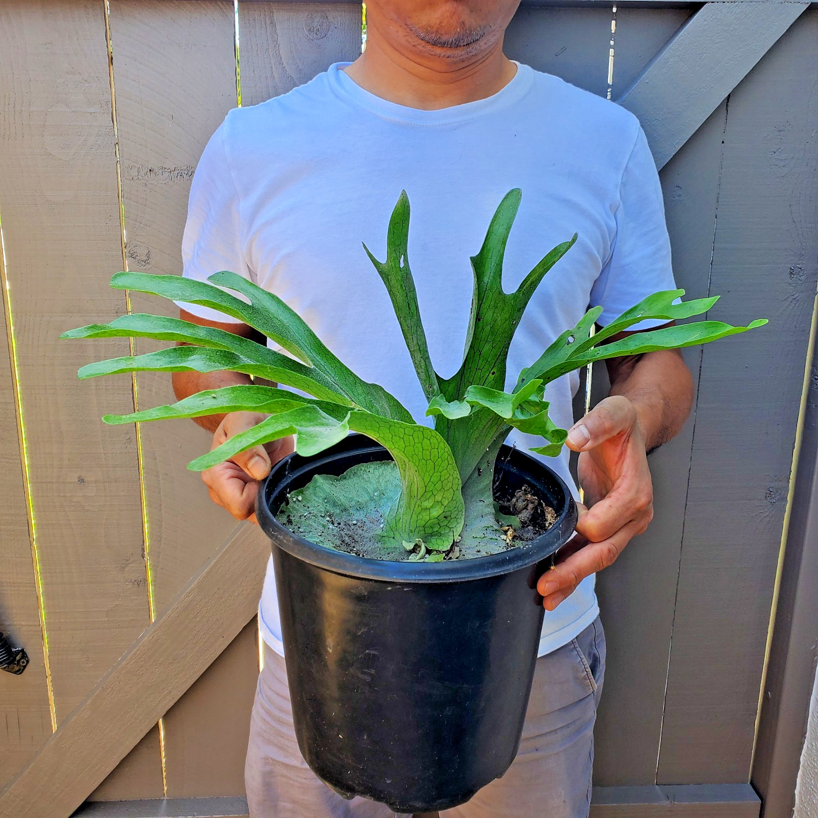 Platycerium Superbum Staghorn fern plant
