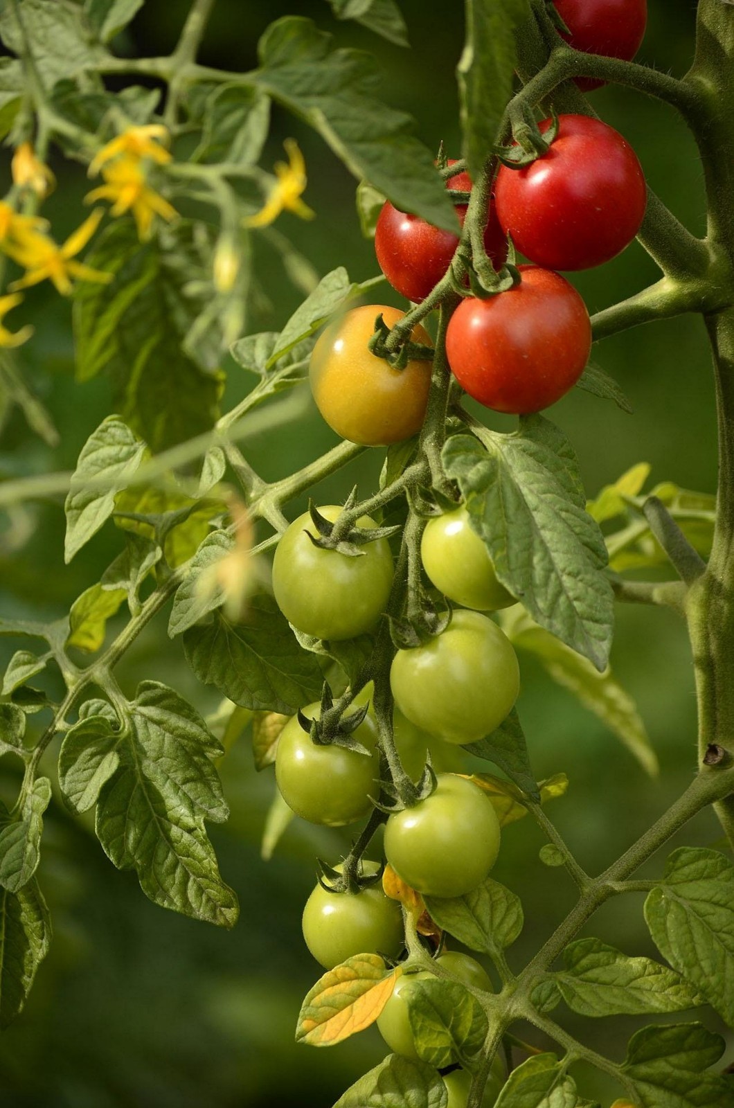 20 Heirloom Nepal Tomato Seeds! All Natural! Organic
