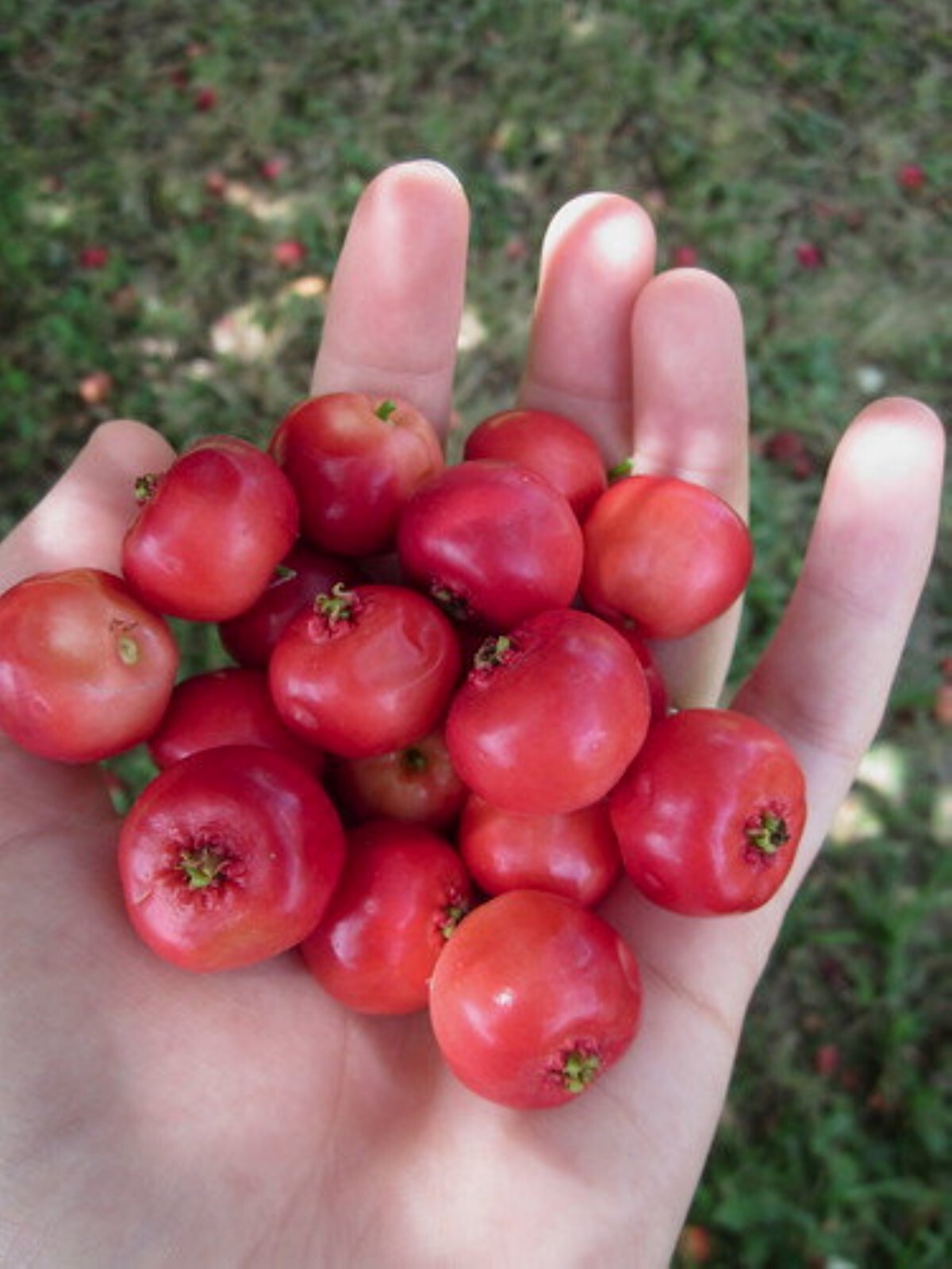 20-24” tall Big Red Mayhaw grafted tree, potted