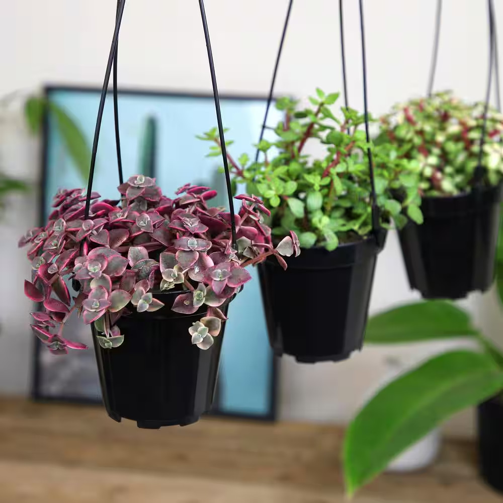 Hanging Succulent House Plants in 3.5 In. Grower Pots (3-Pack)