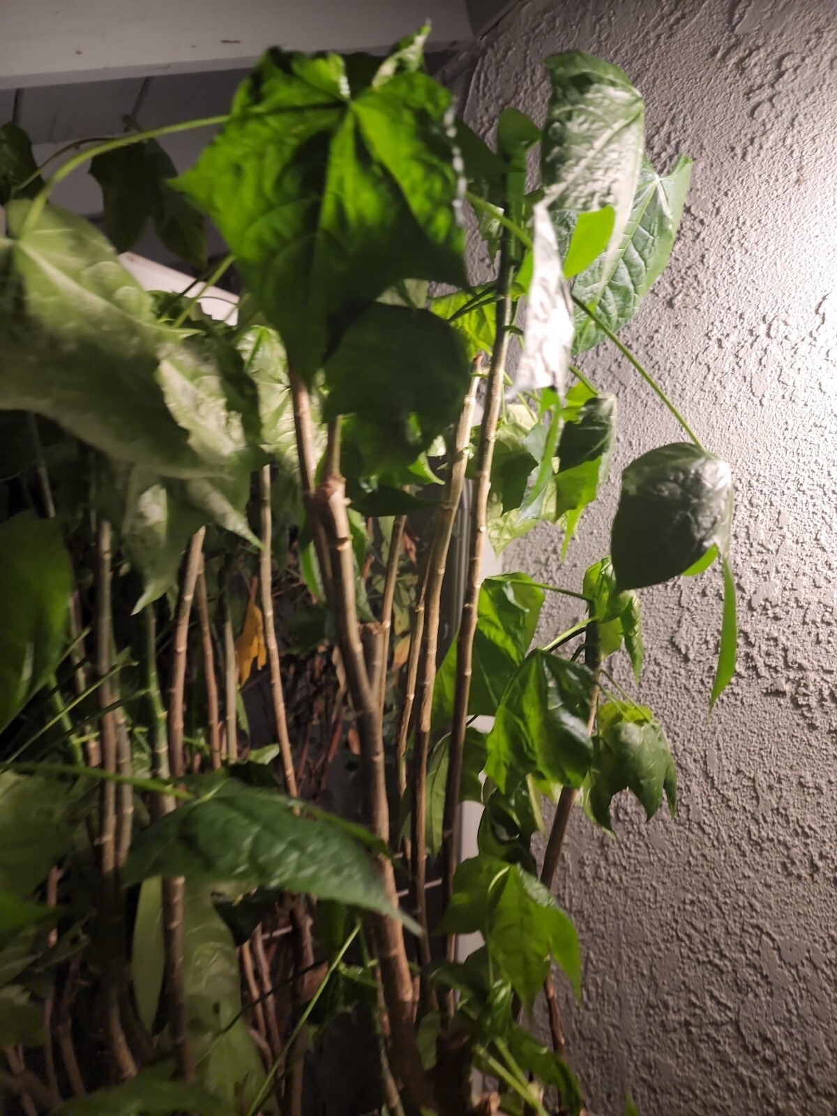 Chaya Organic Plant, Miracle Spinach Tree, Superfood 