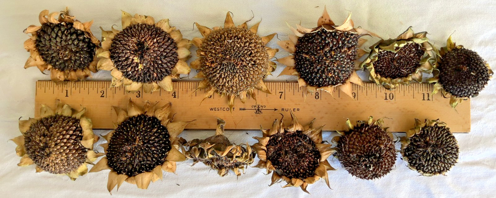 Lot of 12 Dried Sunflower Heads 1″-2″ for Pets Birds Crafts Etc Pesticide Free