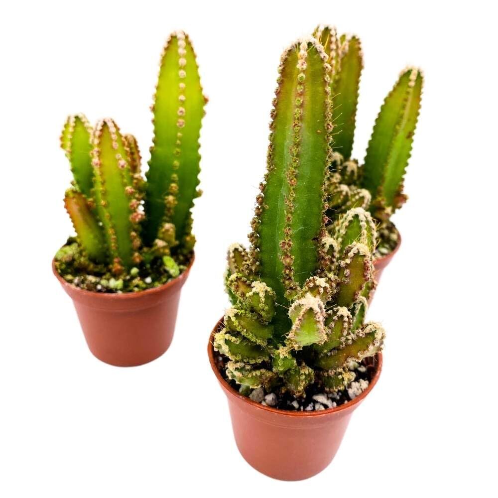 Fairy Castle Cactus, 2 inch Set of 3, Acanthocereus tetragonus Tiny Mini Pixie P