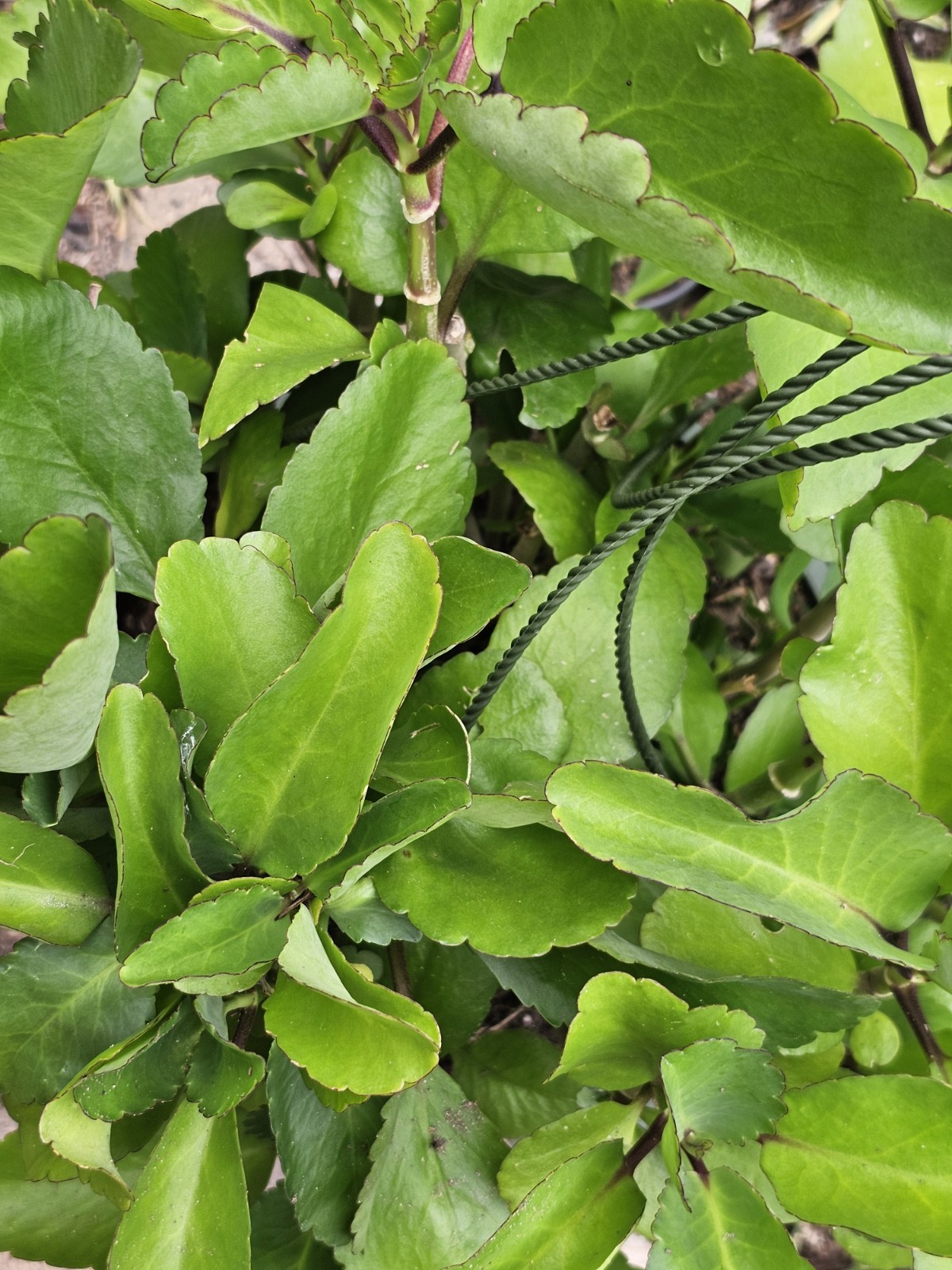 3 Pack Miracle LEAF OF LIFE , LIVE Starter PLANT . 6- 8 Inches