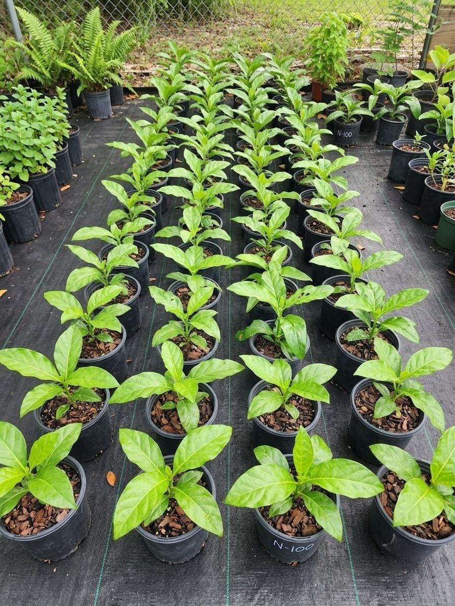 Live Noni Tree Starter Plant Edible Tropical Fruit Easy to Grow