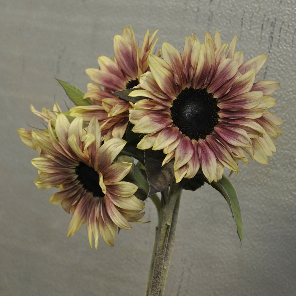 20 PLUM ProCut Sunflower Seeds, Annual, NON GMO, Fresh Seeds, NEW & UNIQUE COLOR