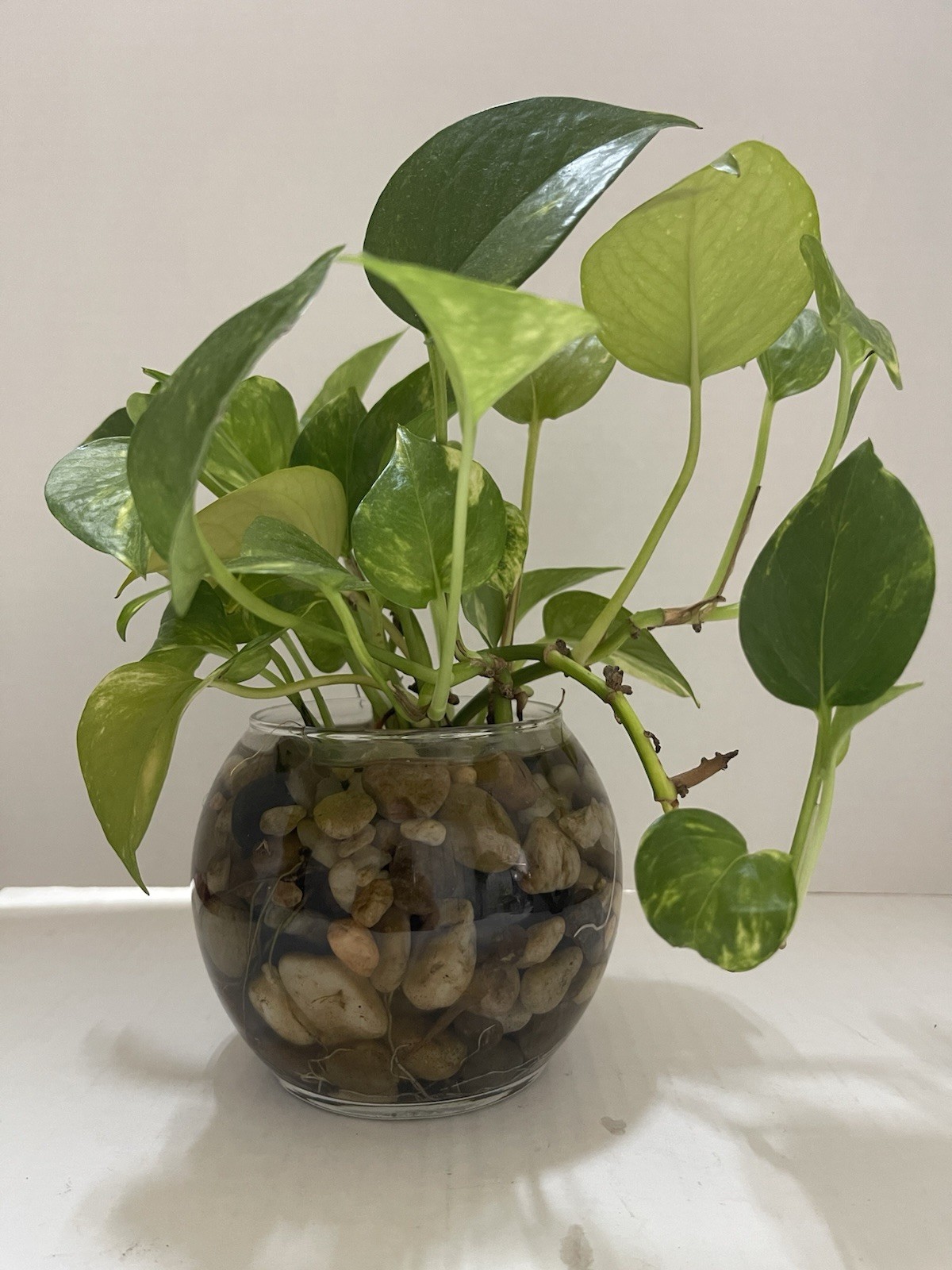 Pothos Indoor Live Plant 7in – 10in Cutting 3PC Well Rooted NO POT Good In Water
