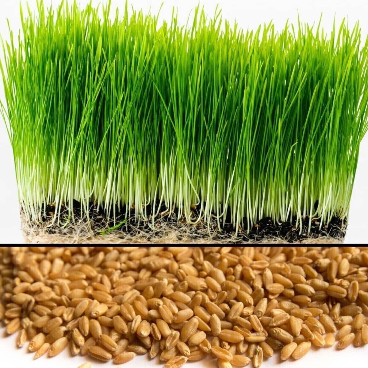 Wheat Grass / Cat Grass Seeds ~ Non-GMO Heirloom ~ 10 OR 20 LBS BULK