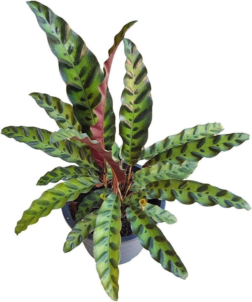 Live Calathea Rattlesnake Plant, 4-Inch Pot | Pet-Friendly & Air-Purifying