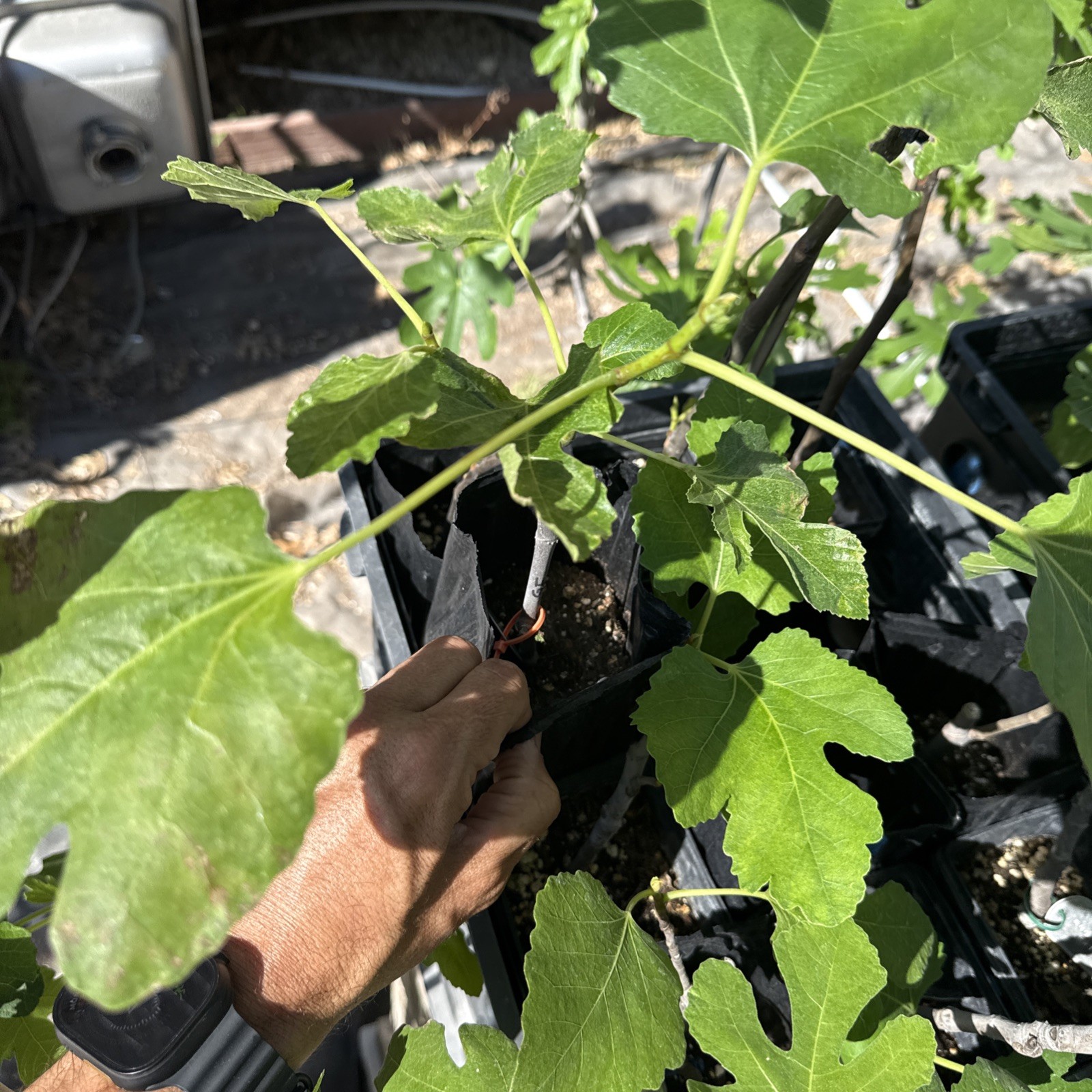 The God Father Fig Tree 🌲