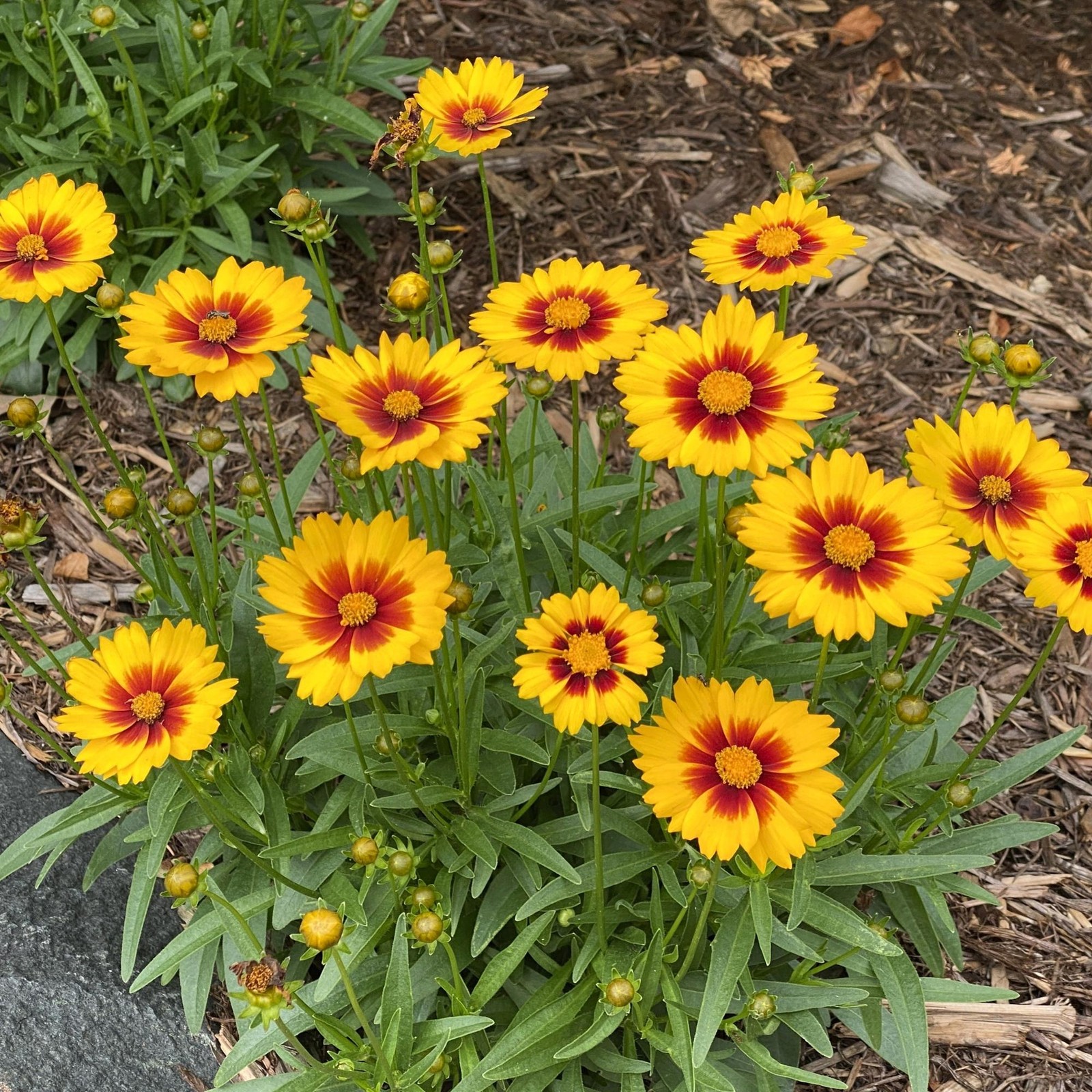Coreopsis Sunset Bright 2 Potted Plants – Rooted in Quart Pots, Easy to Grow