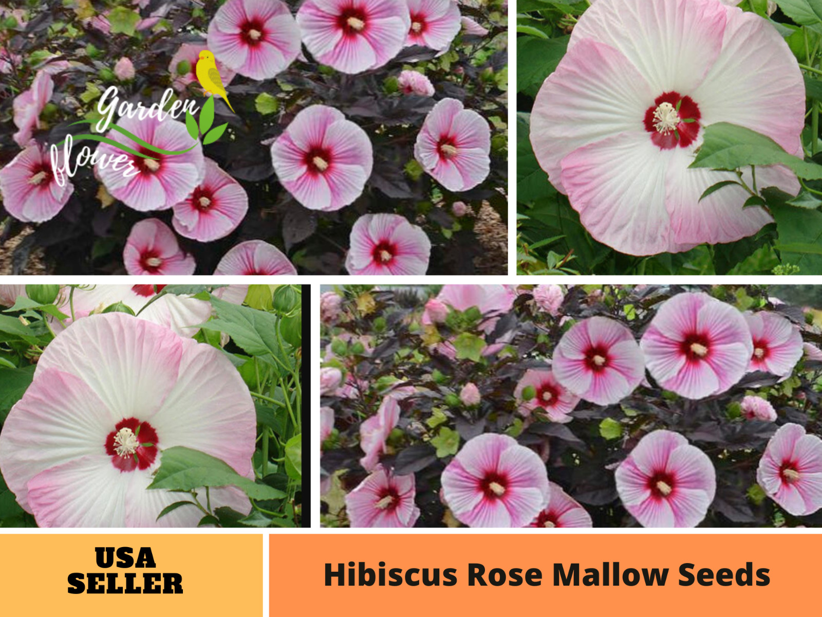 30 seeds| Hibiscus Seeds, Rose Mallow Flower seeds#6003