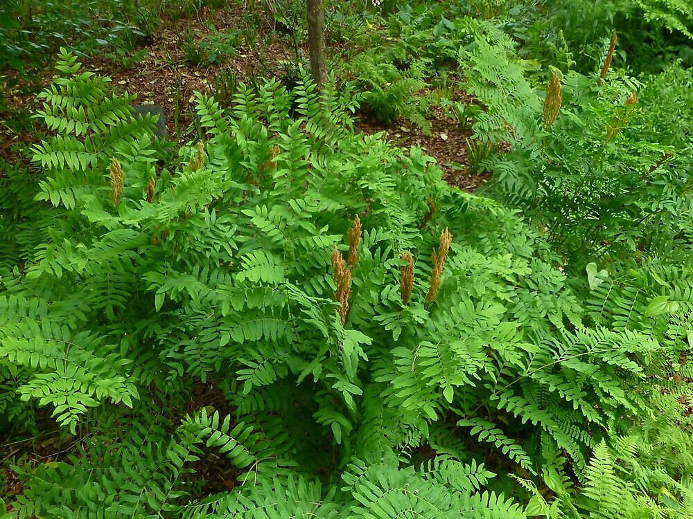Royal Fern 15 Plants in 3-1/2 inch Pots