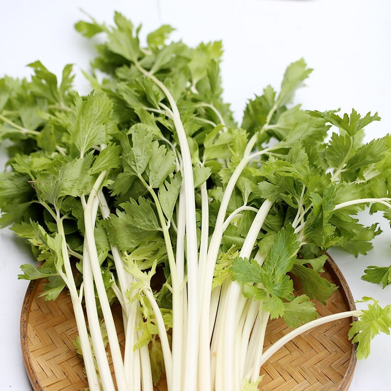 🌱 Heirloom White Celery Seeds 50+