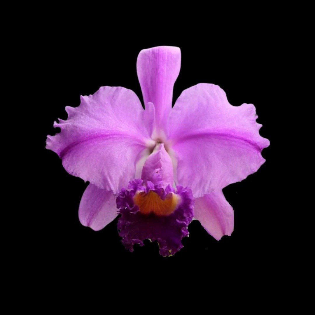 Cattleya trianae ‘For The Living’ AM X ‘Luscious Lips’ Orchid Eros Species 4” Pt