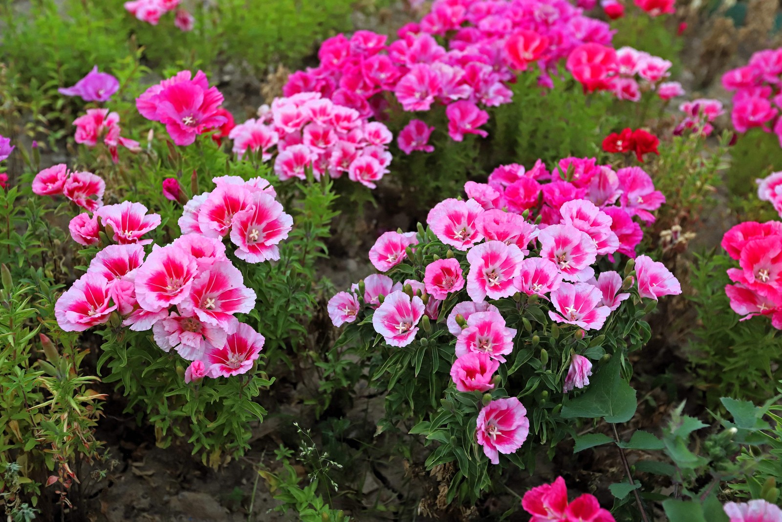 500 Pink FAREWELL TO SPRING Clarkia Elegans 2 Tone Striped Flower Seeds *Flat SH