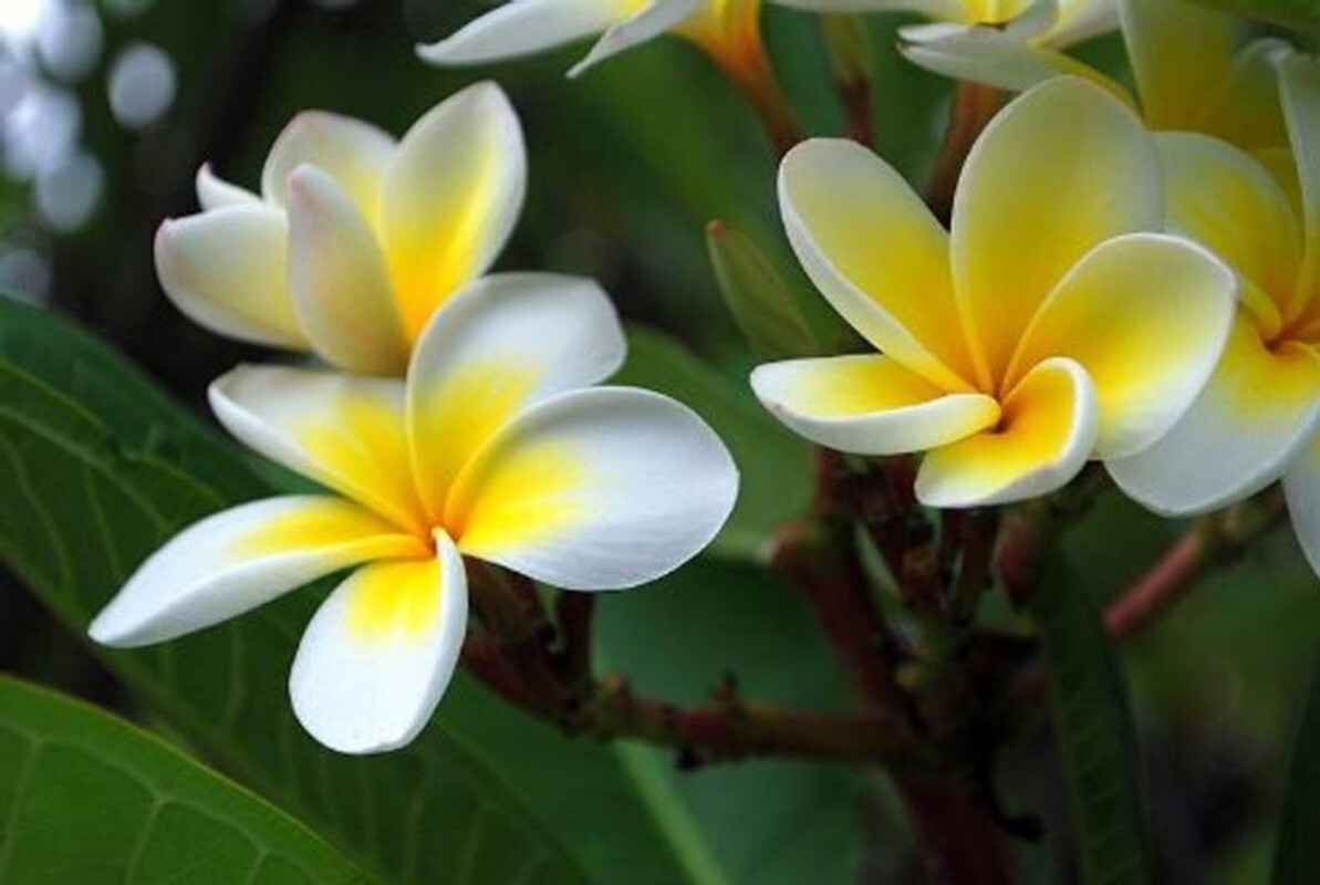 5 White Yellow Plumeria Seeds Plants Flower Hawaiian Lei Perennial Bloom Seed
