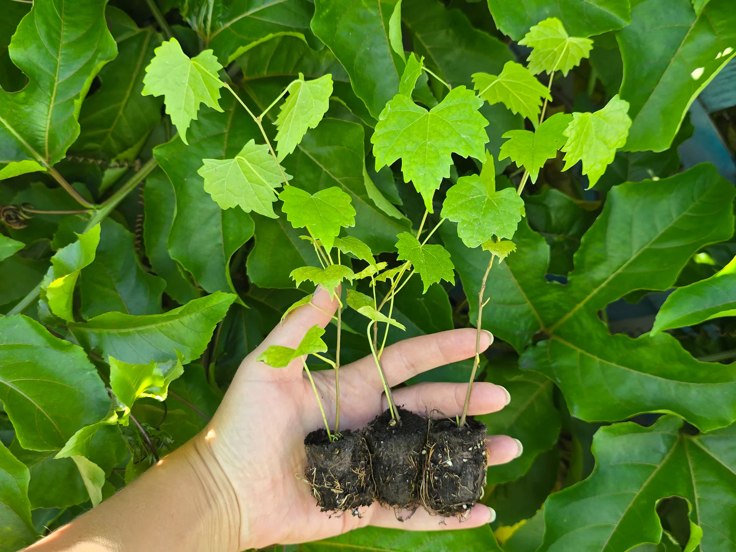 1 Carlos Muscadine Grape Vine – Vitis rotundifolia – Starter Plug